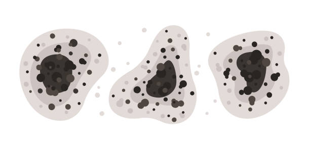 Best Black Mold Removal  in North Puyallup, WA